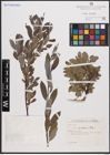 Foto von Salix cantabrica Rech. f.